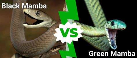 Black Mamba vs Green Mamba: 5 Key Differences - A-Z Animals