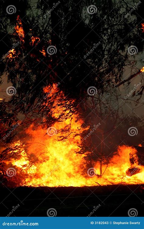 Eucalyptus trees on fire stock image. Image of chief, eucalyptus - 3182043