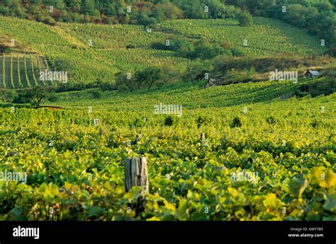 Vineyards Tokaj Region Hungary Stock Photo - Alamy