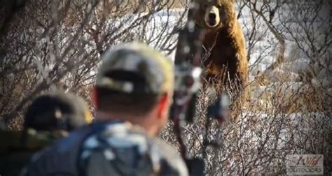 Video: Alaskan Brown Bear Lured in With Predator Call | Alaskan brown bear, Archery hunting ...