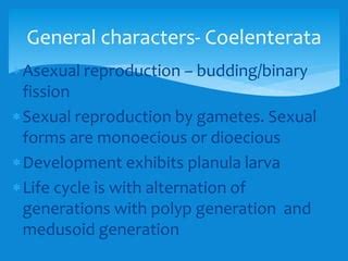 Coelenterata general characters & classification | PPT