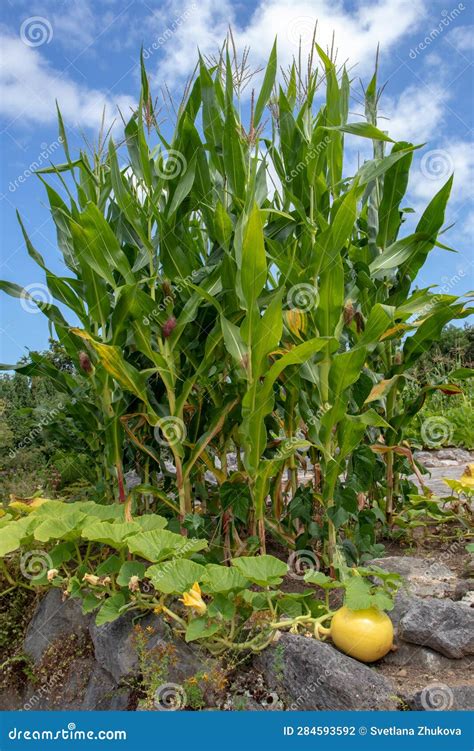 Three Sisters Garden. Planting Corn, Squash and Beans Together Stock ...