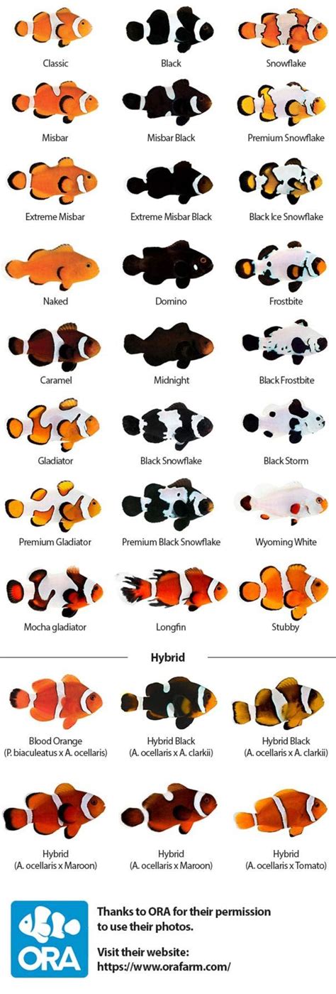 Ocellaris clownfish (Amphiprion ocellaris) | ENCYCLO FISH | Clown fish ...