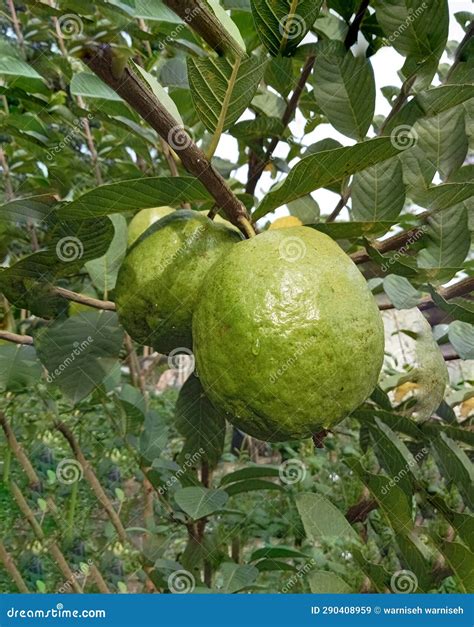 Big guava stock image. Image of guava, asia, popular - 290408959