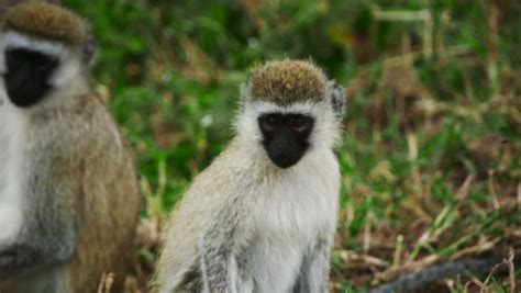 A Vervet Monkey (Cercopithecus Aethiops) Youngster With Broken Or Deformed Back Legs. This ...