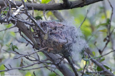 Nesting hummingbird