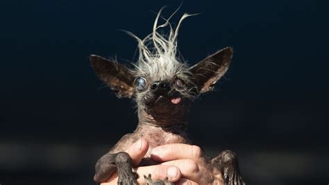 World’s Ugliest Dog of 2016 is a blind Chihuahua/Chinese Crested mix