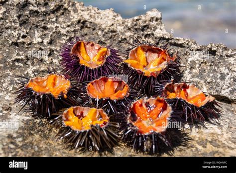 Sea urchin eggs hi-res stock photography and images - Alamy