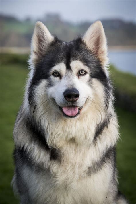 13 Wolf Dog Breeds: Siberian Husky, Northern Inuit Dog & More