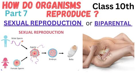 Sexual Reproduction Introduction | L7|How do Organisms Reproduce | Chapter 8 | Biparental | SKC ...