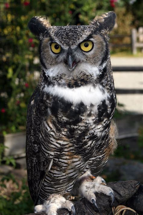 Great gray owl, great horned owl, short eared owl — The Alaska Zoo