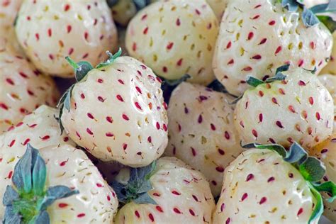 Complete Guide to Plant, Grow, and Care for Pineberry