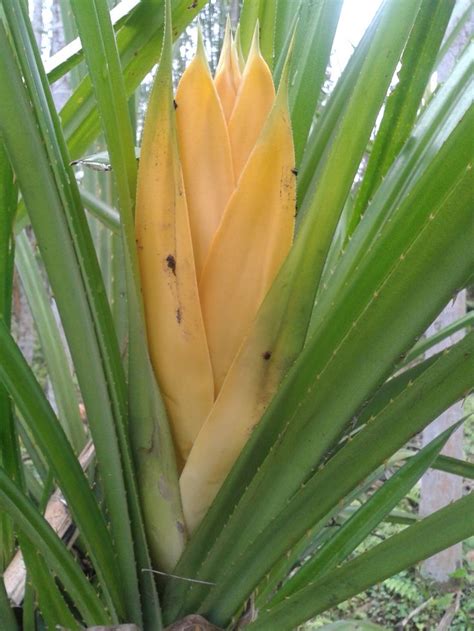 Pandanus tectorius - Bunga - Pulau Kotok 1 | Flora flowers, Flower ...