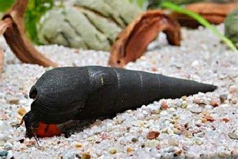 Black Devil Snail – Detailed Guide: Care, Diet and Breeding - Shrimp and Snail Breeder