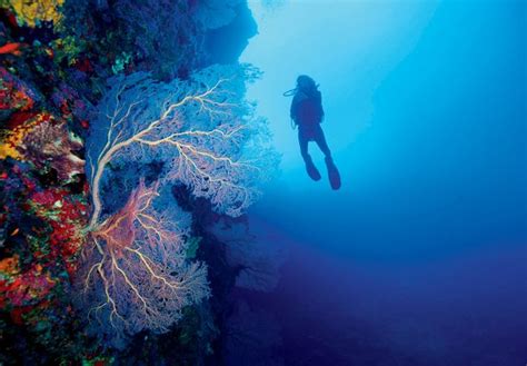 Number one thing to do in India? Explore coral reefs of Andaman and ...