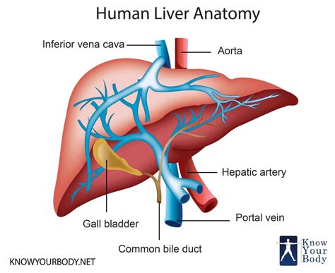 Liver - Location, Functions, Anatomy, Pictures, and FAQs