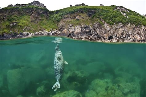 Sustainability: what Lundy Island can teach us about saving the planet - Lonely Planet