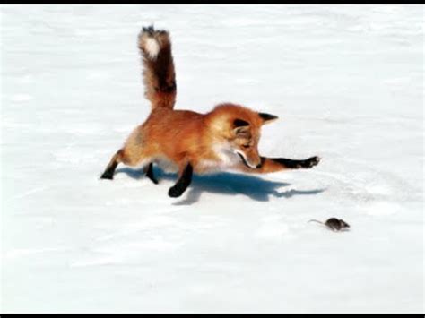 Fox hunting in the snow - YouTube