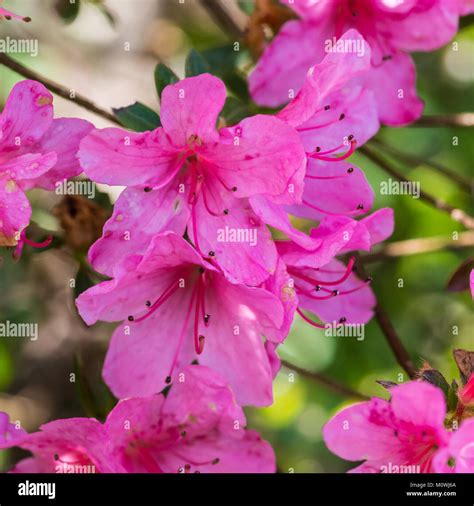 Azalea bush hi-res stock photography and images - Alamy