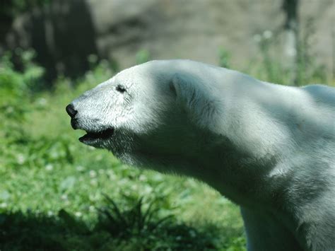 The Online Zoo - Polar Bear