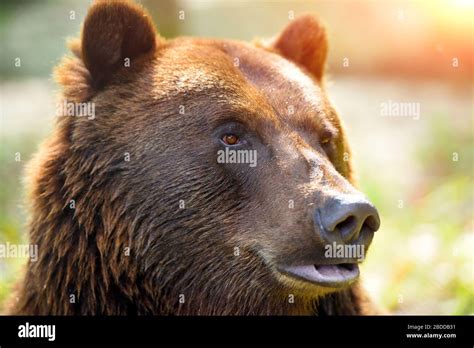 Brown bear portrait. Side view of bear face Stock Photo - Alamy