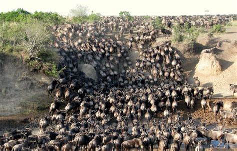 3 Days Maasai Mara Wildebeest Migration Safari | Kenya Safaris