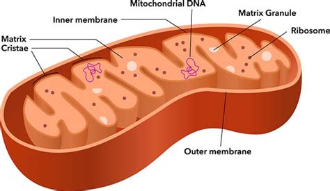 Mitochondria Diagram