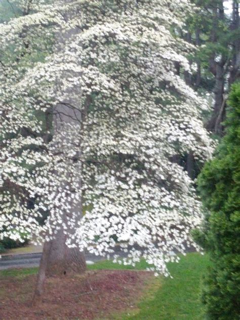 17 Best images about Dogwood trees on Pinterest | Kousa dogwood fruit ...