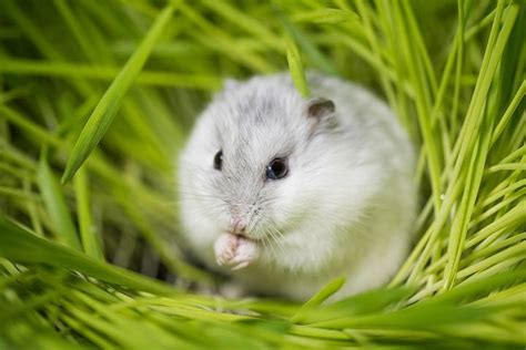 Winter White Dwarf Hamster » Pet Profile: Cage, Food, Lifespan