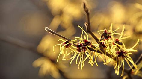 Different Types Of Witch Hazel Varieties To Add To Your Garden - EmbraceGardening