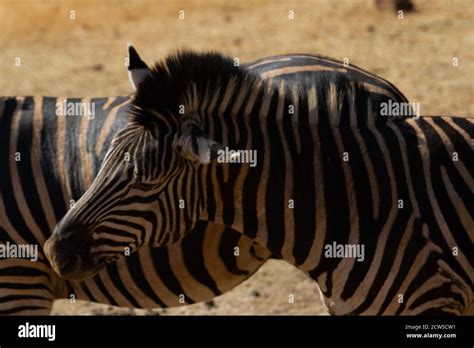 Safari in East Africa plains Stock Photo - Alamy