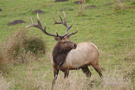 Photo: Male Tule Elk at Tomales Point. Point Reyes National Seashore, California.