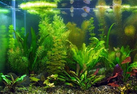 Aquatic Plants Function For Koi Pond | Koi Fish Care Info