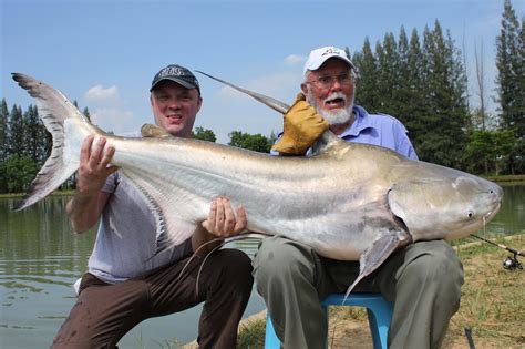 International Fishing News: THAILAND: huge 100 lb Chaophraya giant catfish