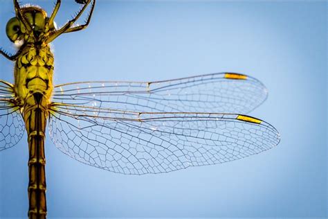 3508x2339 dragonfly, blue, leg, animal, detail, delicate, bug, vein, segment, closeup, structure ...