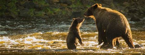 Wildlife in Juneau, Alaska - Alaska's Inside Passage