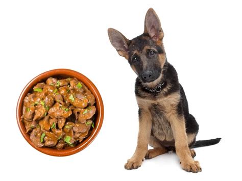 German Shepherd Feeding Guide (From Puppy to Adult) - World of Dogz