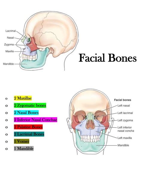 A Facial Bone Anatomy review with pictures and definitions Face Muscles ...