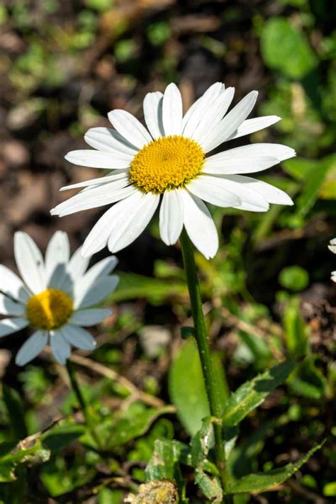 How to Plant and Grow Shasta Daisies | Gardener’s Path