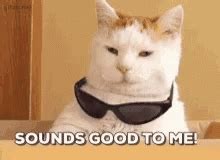 Cat Sounds Good To Me GIF - Cat SoundsGoodToMe Cool - Discover & Share GIFs