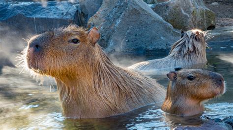 Capybara Newborn