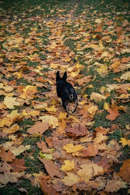 Premium Photo | A dog in autumn leaves