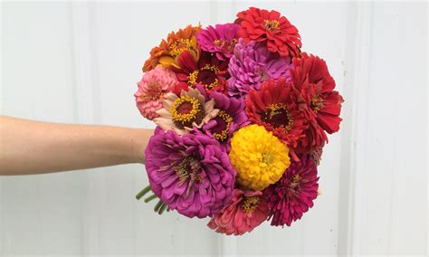 zinnia bouquet | Spring Valley Farm