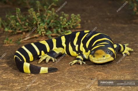 Texas Barred Tiger Salamander — outdoors, reptilian - Stock Photo | #169163742