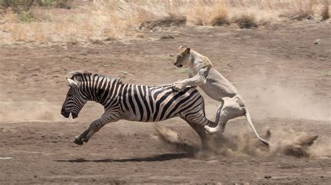 How Lion Hunting Zebra In The Wild - YouTube