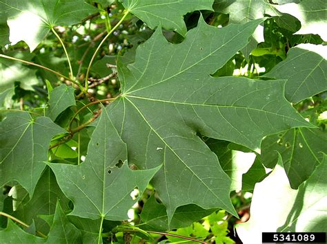 Norway maple, Acer platanoides (Sapindales: Aceraceae) - 5341089