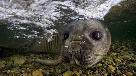 nature, Animals, Water, Sea, Underwater, Bubbles, Seals, Closeup, Moustache, Muzzles, Stones ...