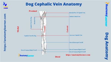 Dog Cephalic Vein Anatomy - Location and Blood Collection ...