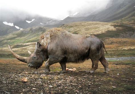 The prehistoric woolly rhinoceros (Coelodonta antiquitatis) lived in Eurasia during the Pliocene ...