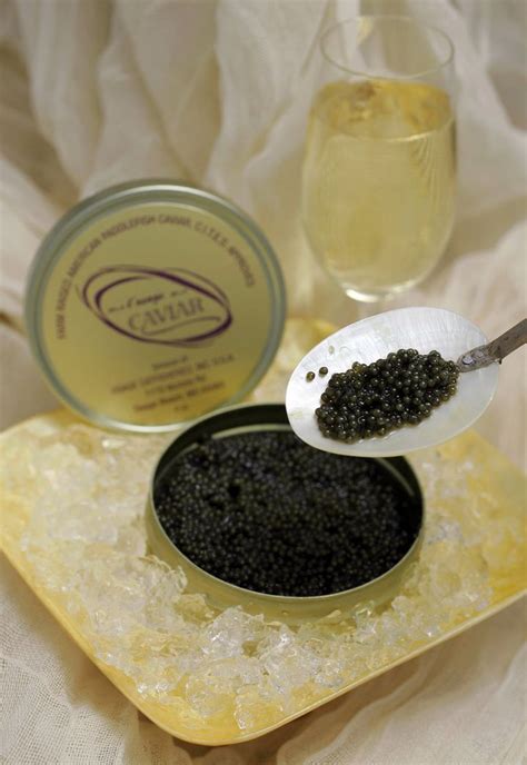 Why the Caviar-Producing American Paddlefish Is a Symbol of Luxury and ...